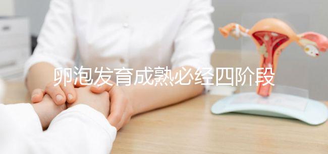 卵泡發育成熟必經四階段，不同時期都可能出現閉鎖卵泡