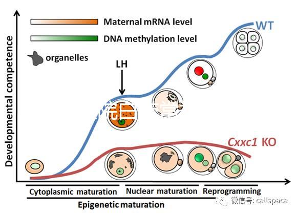 華西醫院白帶常規費用真心貴，事后不憑醫保報銷虧大發
