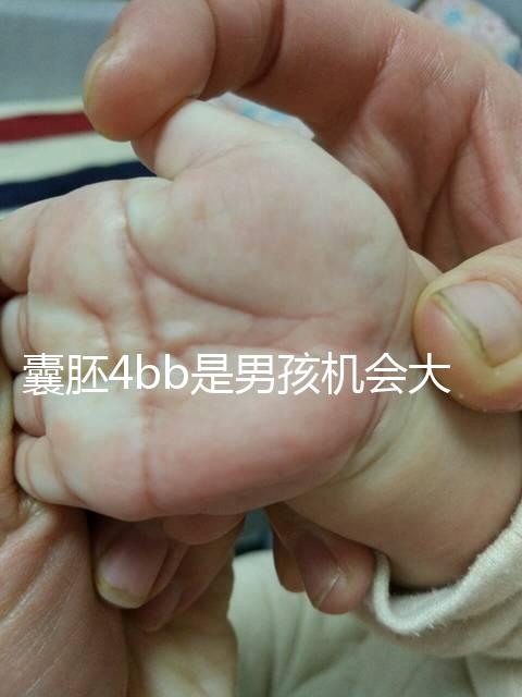囊胚4bb是男孩機(jī)會(huì)大嗎?生男生女概率都只有50%