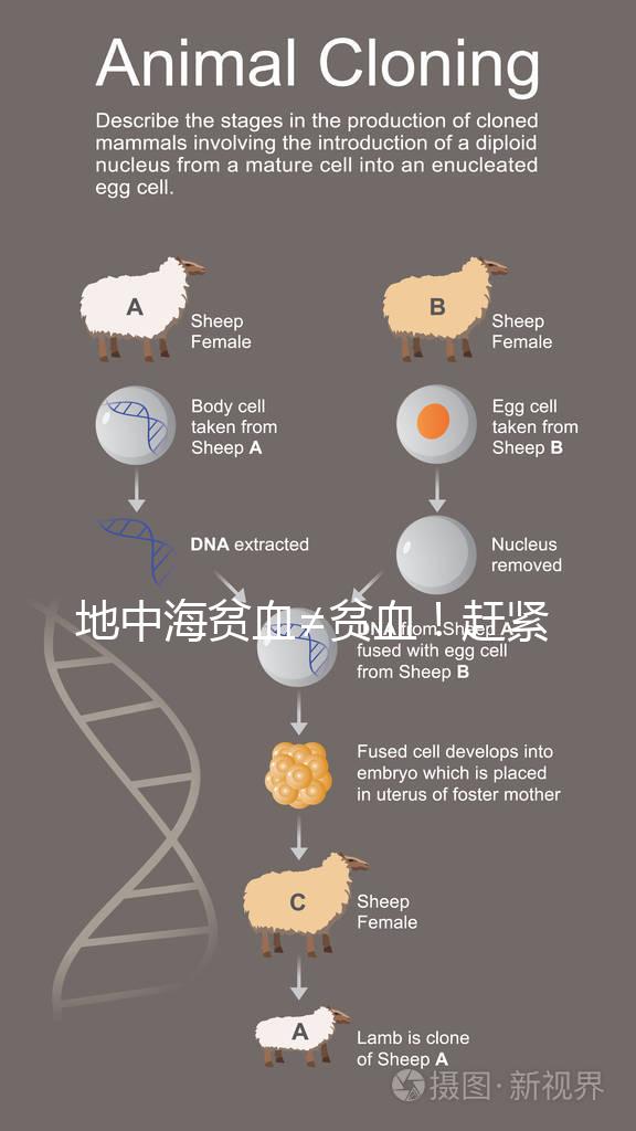 地中海貧血≠貧血！趕緊來看看地貧和貧血有什么區別