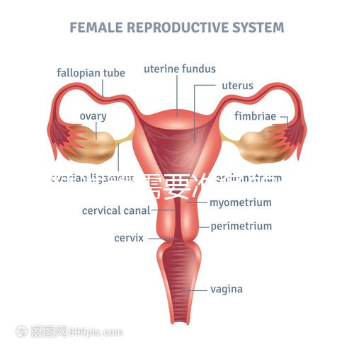 供精試管需要準(zhǔn)備的資料一覽，除結(jié)婚證外這些也必不可少