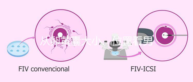 從卵黃囊大小、位置看男女，寶寶性別分辨一眼就準(zhǔn)
