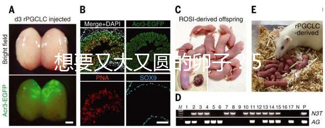 想要又大又圓的卵子？5個(gè)調(diào)理妙招備孕必備！