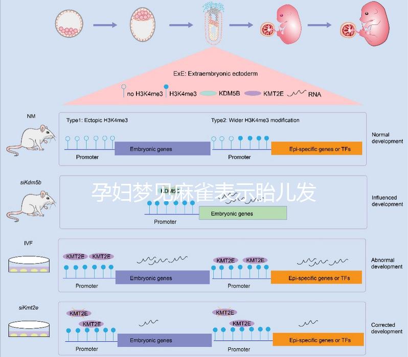 孕婦夢見麻雀表示胎兒發(fā)育很健康!具體胎夢含義解讀