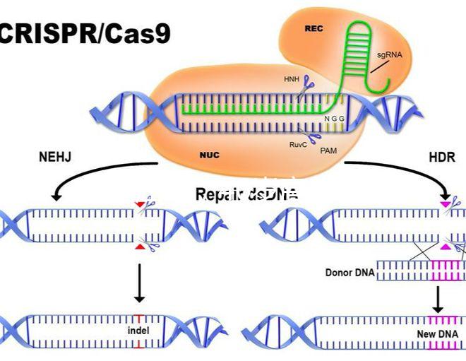 家在江蘇，40歲高齡哪里做試管嬰兒能夠一次成功？