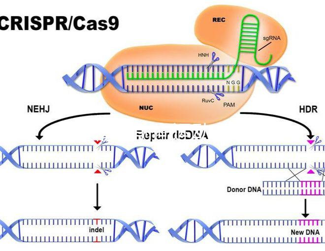 如果精子前向運動率低于19，就不要看這個弱精子看完了嗎？