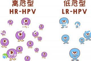 芫荽的功效（芫荽的功效與作用）