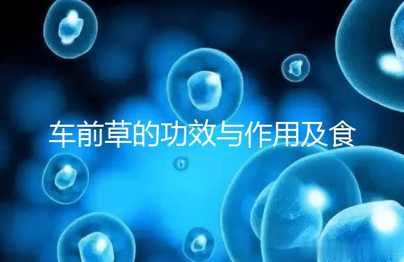 車前草的功效與作用及食用方法（男性長期喝車前草好處）